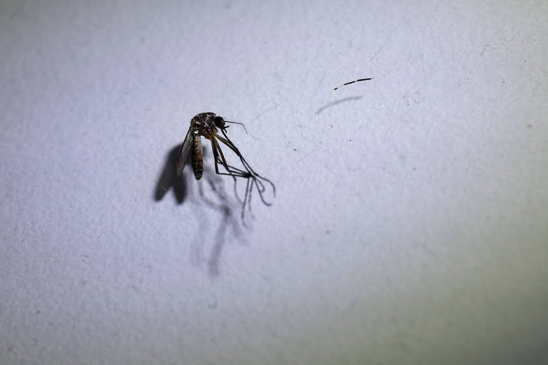 Surto de dengue no Brasil e América do Sul pode ser o pior da história, diz OMS