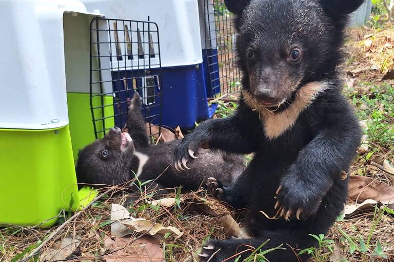 Filhotes de urso negro asiático ameaçados de extinção experimentam seu primeiro toque na grama em Luang Prabang, no Laos, após serem resgatados. Dezesseis filhotes da espécie foram encontrados desnutridos em uma casa na capital do Laos