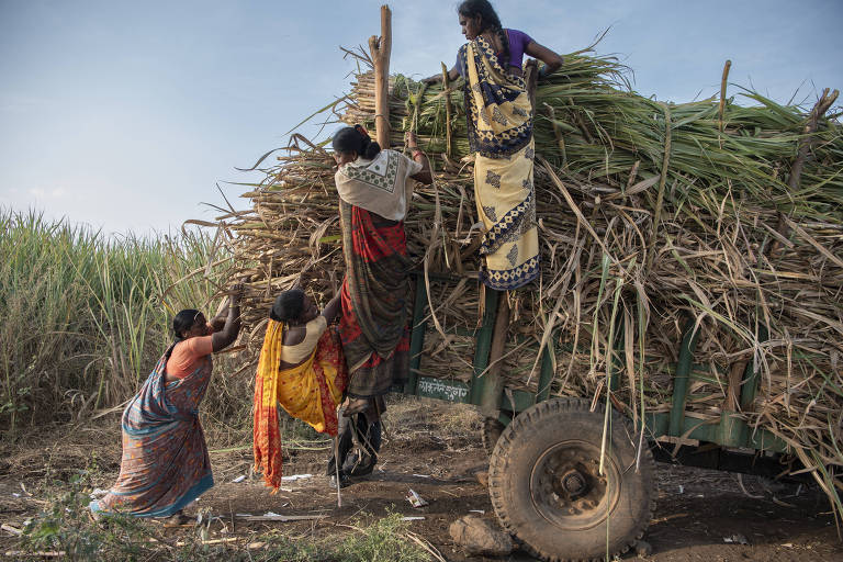  Women contract laborers try to prepare a load of sugarcane for transport by tractor after the dayÕs work in Pawarwadi