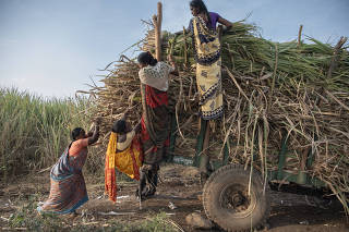 A contract laborer loads fresh-cut sugarcane in the village of Pawarwadi, in Maharashtra state, India, on Dec. 9, 2023. (Saumya Khandelwal/The New York Times)