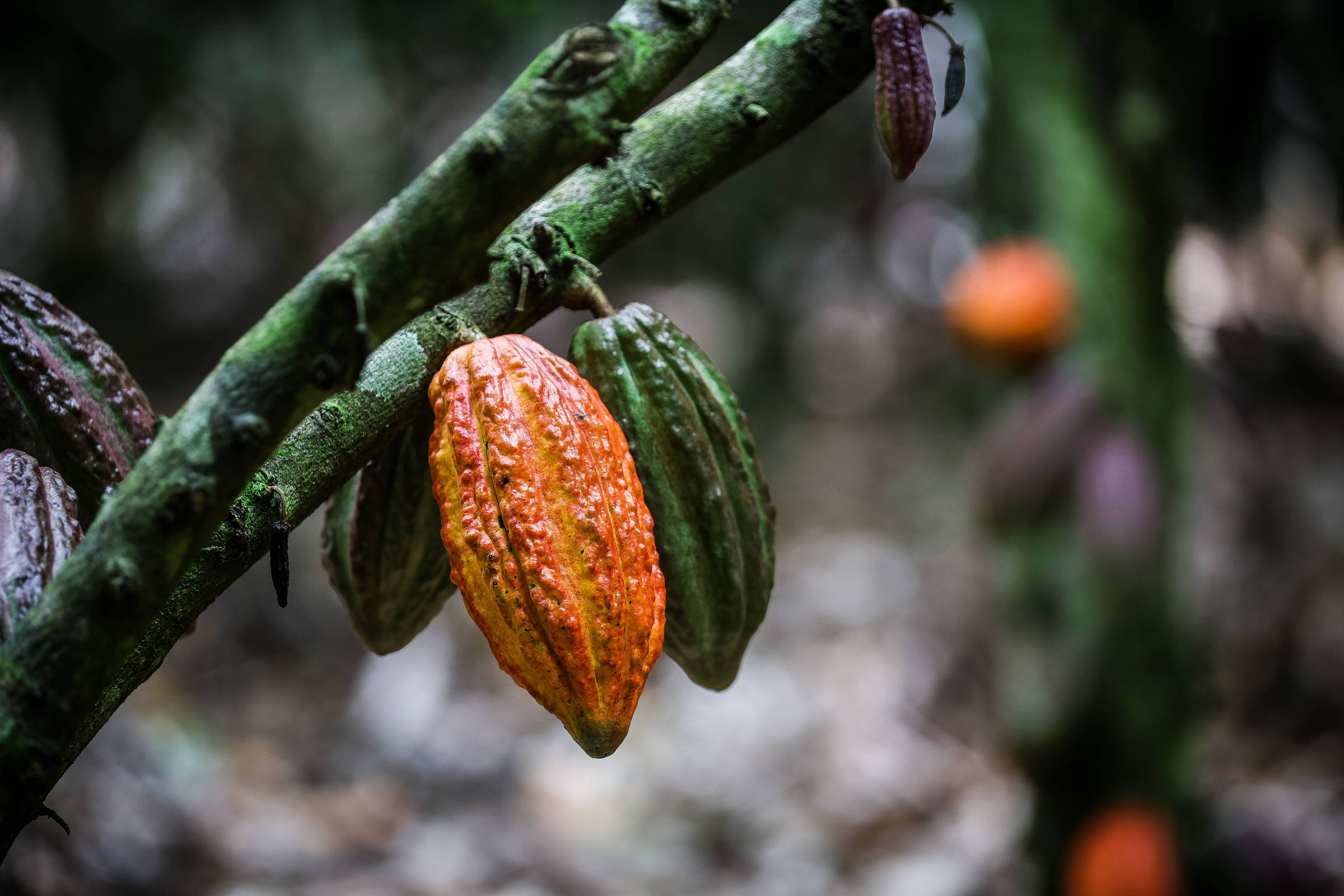Cocoa price gains strength and surpasses that of copper – 03/25/2024 – Market