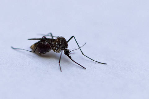 SÃO PAULO, SP - 06.03.2024 - Homem segura mosquito da dengue Aedes aegypti. (Foto: Danilo Verpa/Folhapress, COTIDIANO) ORG XMIT: 607181