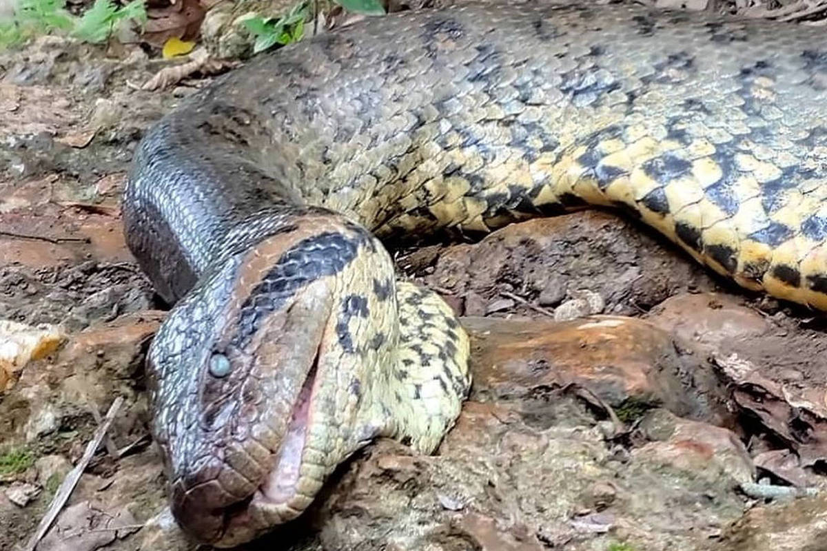 Famous anaconda from Bonito (MS) died of natural causes – 04/01/2024 – Environment