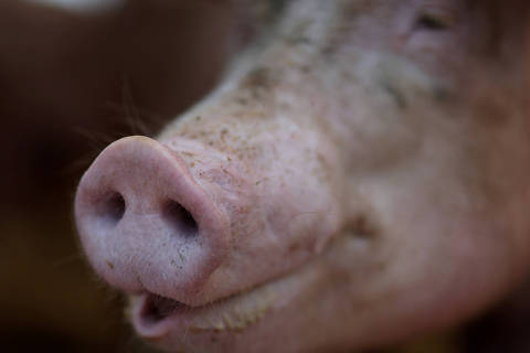 FILE PHOTO: A pregnant sow stands at a pig farm in Chestertown, Maryland, U.S., July 27, 2023. REUTERS/Leah Millis/File Photo ORG XMIT: FW1