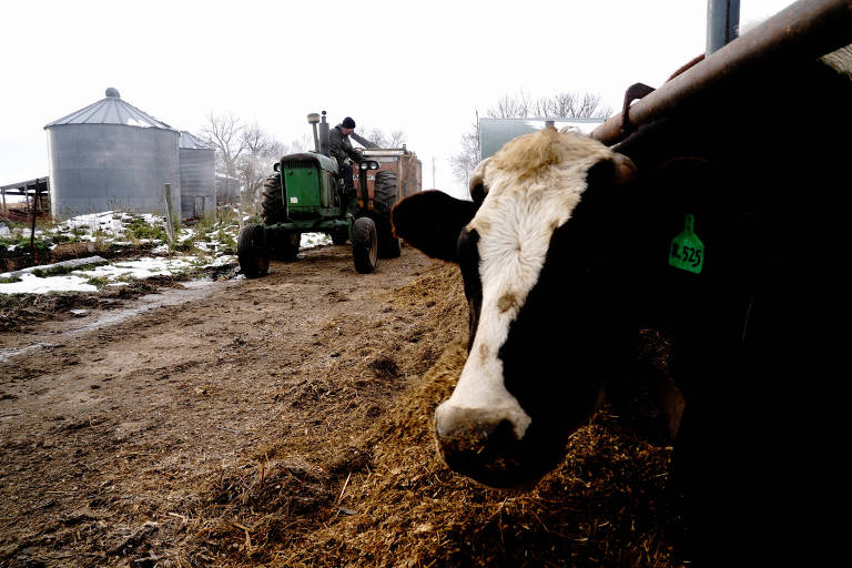 Gripe aviária em vaca leiteira traz cenário preocupante nos EUA