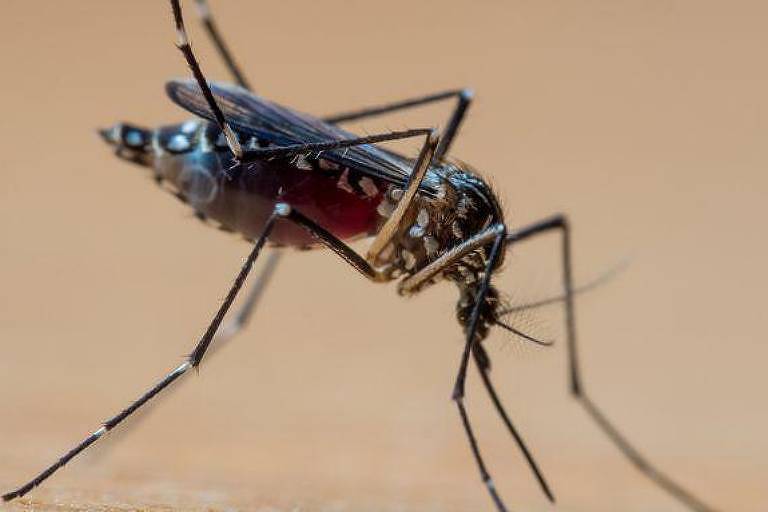Rio de Janeiro anuncia fim de epidemia de dengue