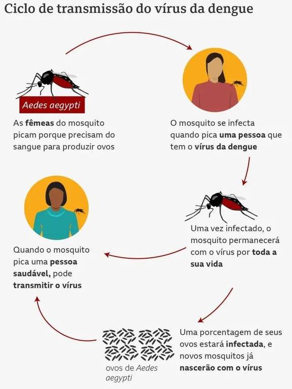 Ciclo de transmissão do vírus da dengue
