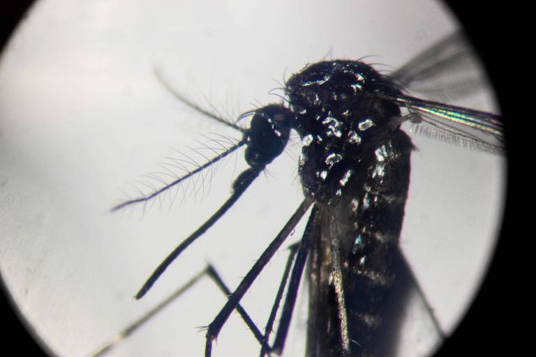 Um mosquito Aedes aegypti é visto através de um microscópio em um laboratório.






