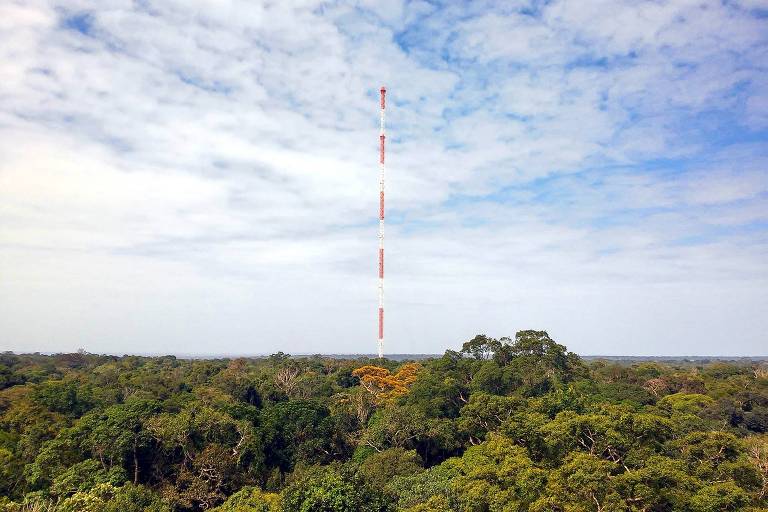 Torre alta no meio da floresta amazônica