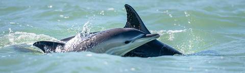 Com melhora na qualidade da água, golfinhos estão de volta ao rio Tejo, em Lisboa ORG XMIT: pYISMwfrA11U_MpICctq