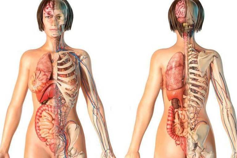 Ilustração corpo humano