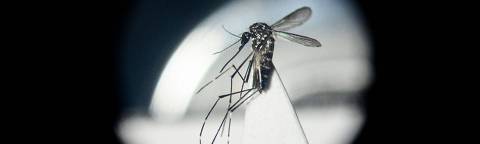 An Aedes aegypti mosquito is seen through a microscope at a laboratory of the Center for Parasitological and Vector Studies (CEPAVE) of the national scientific research institute CONICET, in La Plata, Buenos Aires Province, Argentina, on March 26, 2024. Researchers at CONICET are studying the biology, genetic characteristics and behaviour of the Aedes aegypti mosquitoes, transmitter of dengue, zika and chikungunya, and creating biological control strategies as Argentina is facing a significant growing number of dengue cases. (Photo by Luis ROBAYO / AFP)