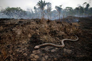FILE PHOTO: Snake is seen while a tract of Amazon jungle after a fire while as it is being cleared by loggers and farmers in Porto Velho