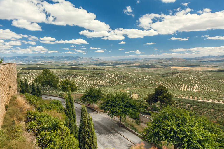  Vista do cultivo de azeitonas a partir da Muralha de Úbeda 