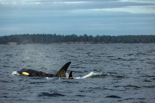 A southern resident killer whale and its younger sister in waters off Washington state on Sept 17, 2023.  Although the two types of orcas live in the eastern North Pacific, they have different diets: fish for the residents, marine mammals such as seals for BiggÕs whales. (Louise Johns/The New York Times)