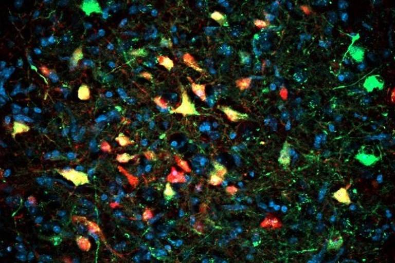 Pesquisadores descobrem neurônios que deflagram a busca frenética por alimentos