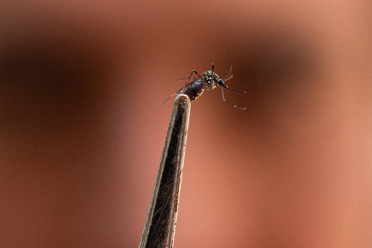 São Paulo registra 221 mortes por dengue