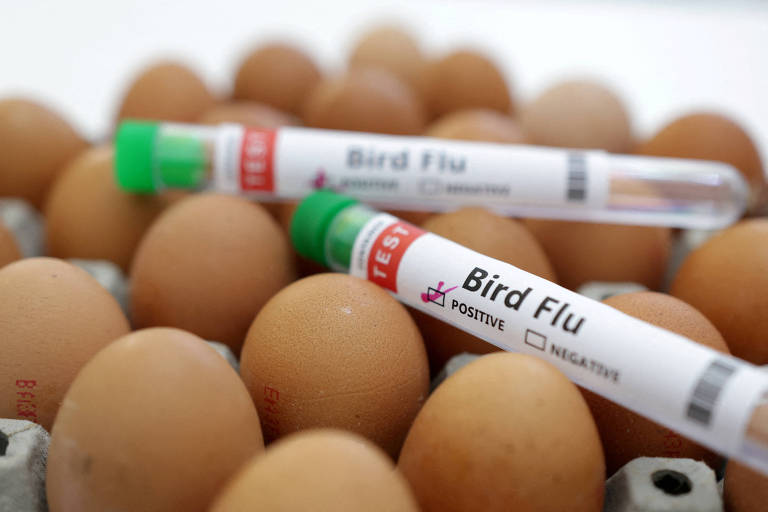 Para pesquisador, Brasil é menos vulnerável à gripe aviária em bovinos