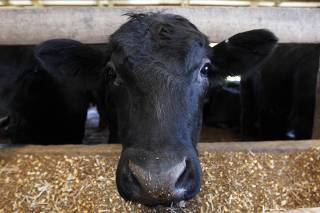 A Black Angus cow eats feed in the barn in Millington