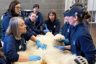 Discussion of climate change during polar bear medical checkup in Tacoma, Washington