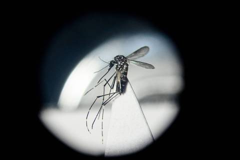 An Aedes aegypti mosquito is seen through a microscope at a laboratory of the Center for Parasitological and Vector Studies (CEPAVE) of the national scientific research institute CONICET, in La Plata, Buenos Aires Province, Argentina, on March 26, 2024. Researchers at CONICET are studying the biology, genetic characteristics and behaviour of the Aedes aegypti mosquitoes, transmitter of dengue, zika and chikungunya, and creating biological control strategies as Argentina is facing a significant growing number of dengue cases. (Photo by Luis ROBAYO / AFP)