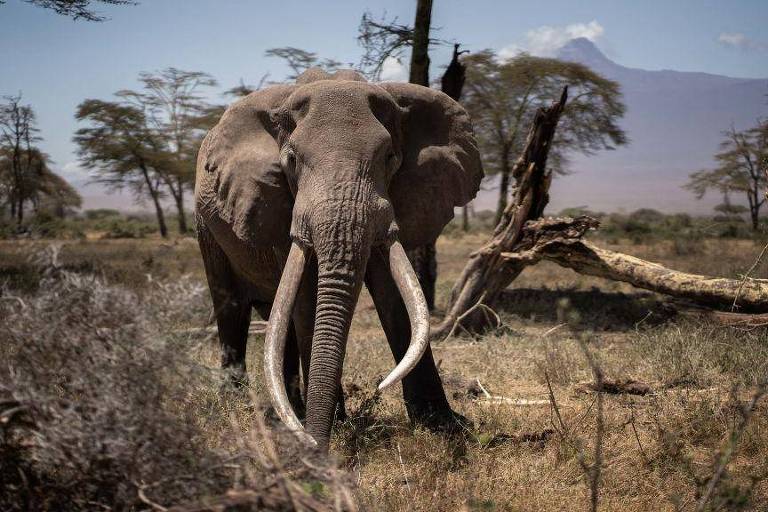 Por que Botsuana ameaça enviar 20 mil elefantes para Alemanha: 'Não é brincadeira'