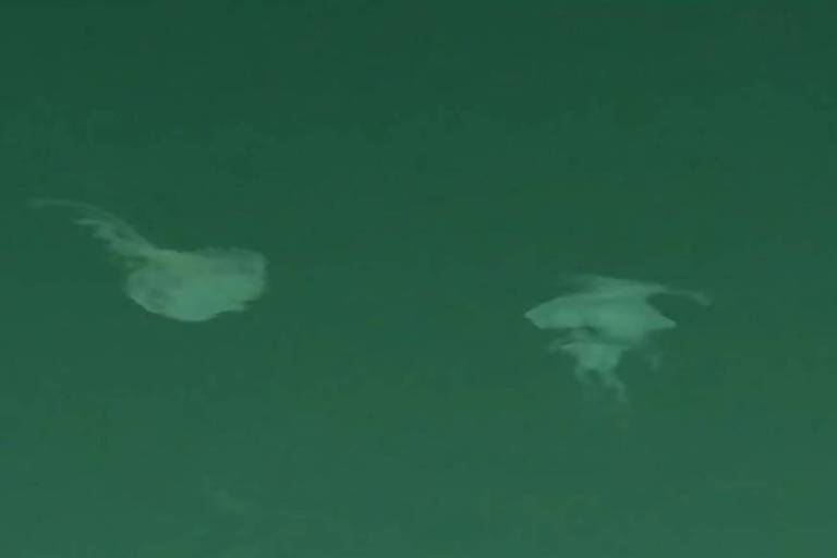 Duas águas-vivas são vistas na água no Ceará; dezenas de banhistas relatam acidentes ao encostar no animal