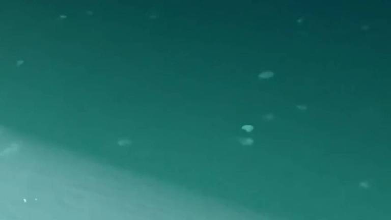 Um grupo de águas-vivas é avistado na superfície do mar, colocando os banhistas em risco
