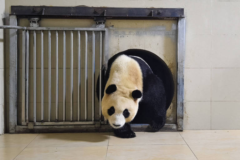 Panda nascido na Coreia do Norte chega à China; veja fotos de hoje