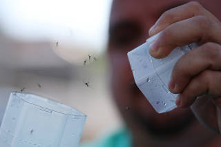 Wolbachia-aedes aegypti mosquitos are released to control dengue in Rio de Janeiro