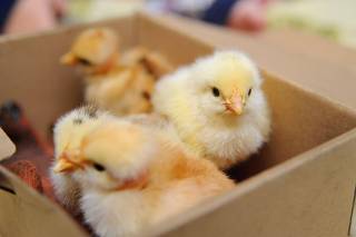 Small chickens in a cardboard box