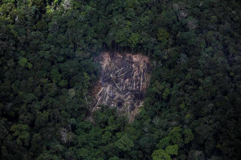 Vista aérea de área desmatada na amazônia mostra um quadrado composto por árvores derrubadas em meio à floresta densa