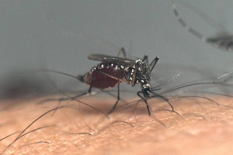 Estado de SP ultrapassa 350 mortes por dengue em 2024
