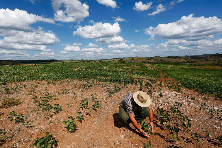 Produtor rural checa plantação de soja afetada pela seca em Soledade, no Rio Grande do Sul