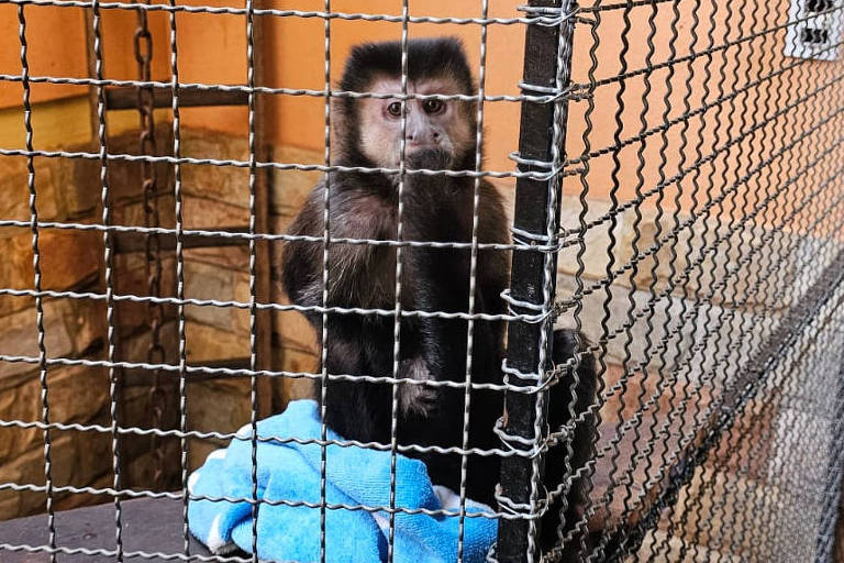 Macaco-prego é resgatado em Minas Gerais