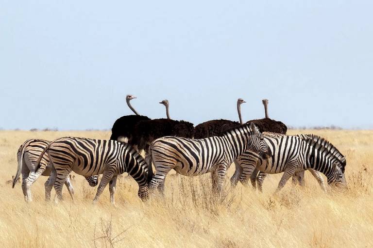 Os olhos das zebras e os narizes das avestruzes formam uma excelente parceria para evitar os predadores