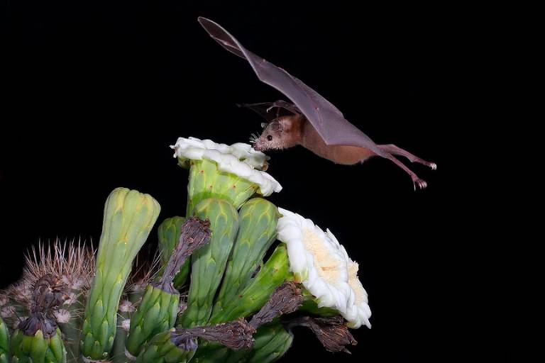 As fezes dos morcegos-lanudos servem de fertilizante para as plantas carnívoras