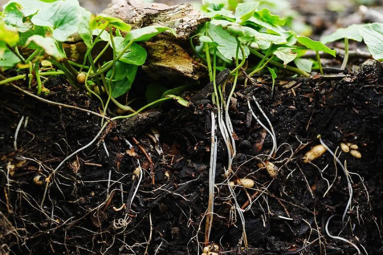 Os legumes formam relação simbiótica com as bactérias que fixam o nitrogênio do ar no solo