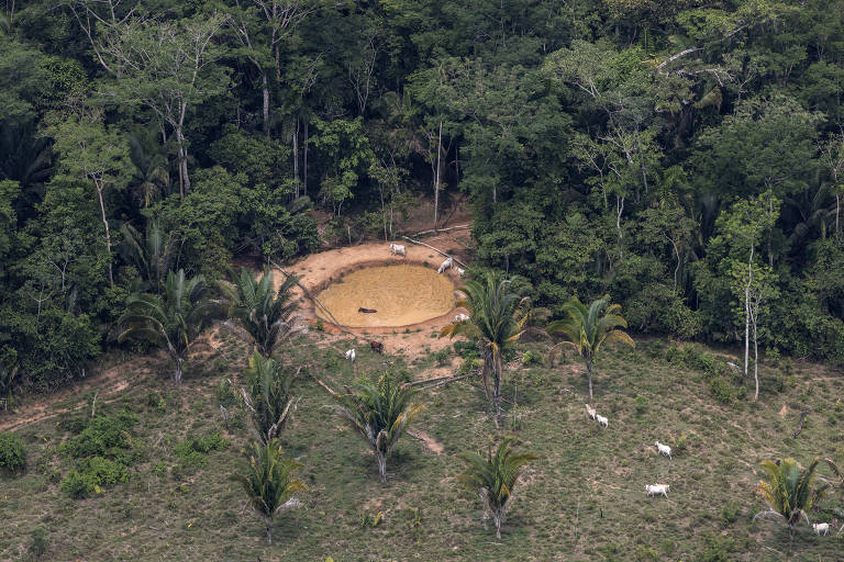 Crédito financia 21 mil fazendas que avançam por floresta e banca desmate em área indígena, diz Greenpeace