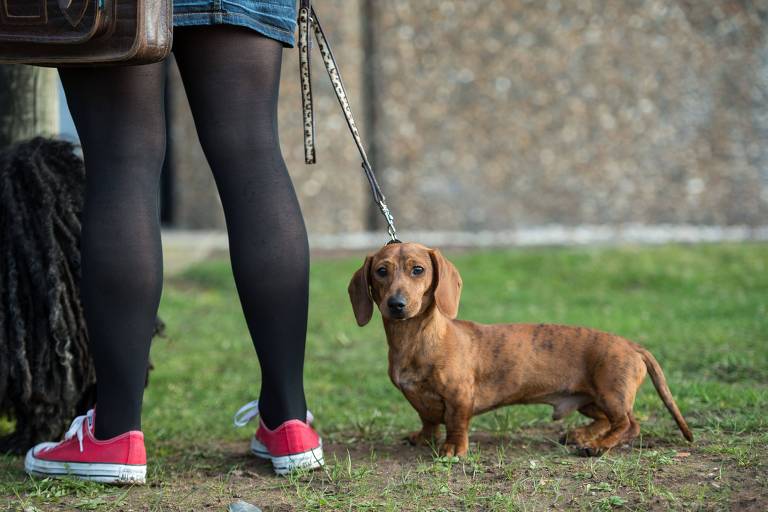 Vídeo: 'Reprodução por tortura' de cachorros 'salsicha', pug e buldogue pode ser banida na Alemanha