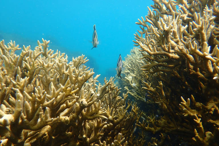Corais saudáveis da espécie Millepora alcicornis 