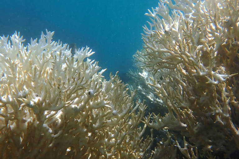 Corais branqueados da espécie Millepora alcicornis 