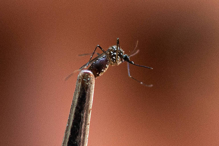Estado de SP ultrapassa 800 mortes por dengue em 2024; casos somam 1,2 milhão