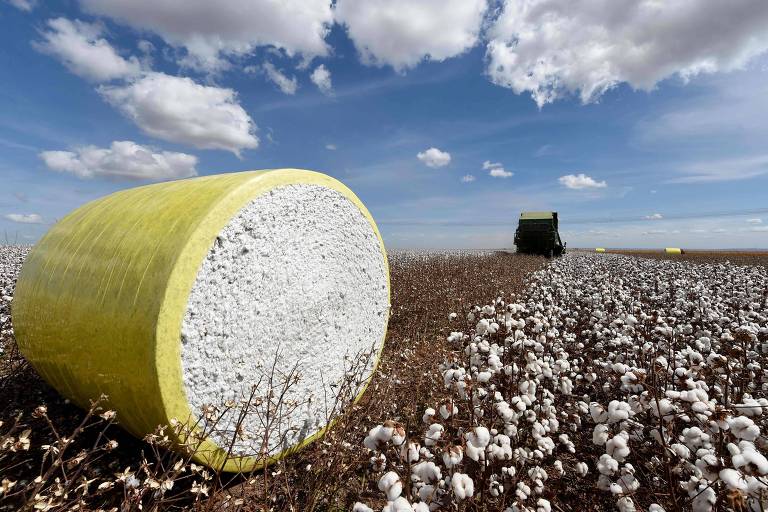 Grande rolo de algodão recém-colhido é visto em meio a lavoura de algodão. Ao fundo, uma colheitadeira