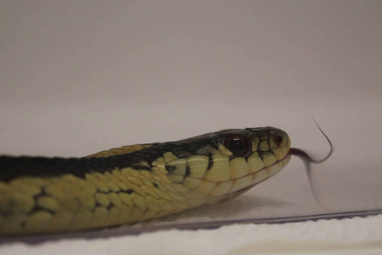 Usando o olfato, algumas cobras podem se distinguir de outras