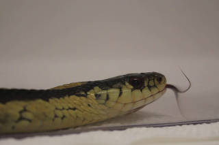 A garter snake flicks its tongue. (Noam Miller via The New York Times)