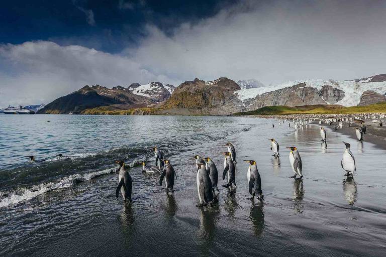 pinguins na beira do mar na costa da Antártida