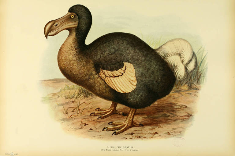 Ilhas Maurício estudam habitat para receber dodô, ave ícone da extinção