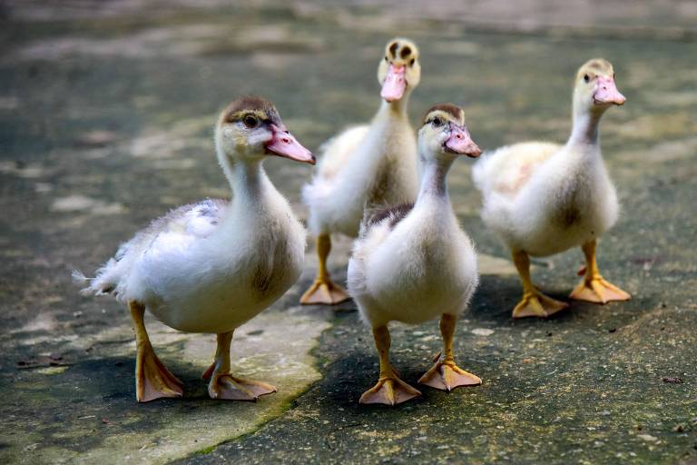 Quatro patos de plumagem clara, que parecem não ter alcançado a idade adulta (parece que a penugem está sendo trocada pelas penas "definitivas"), caminham juntos