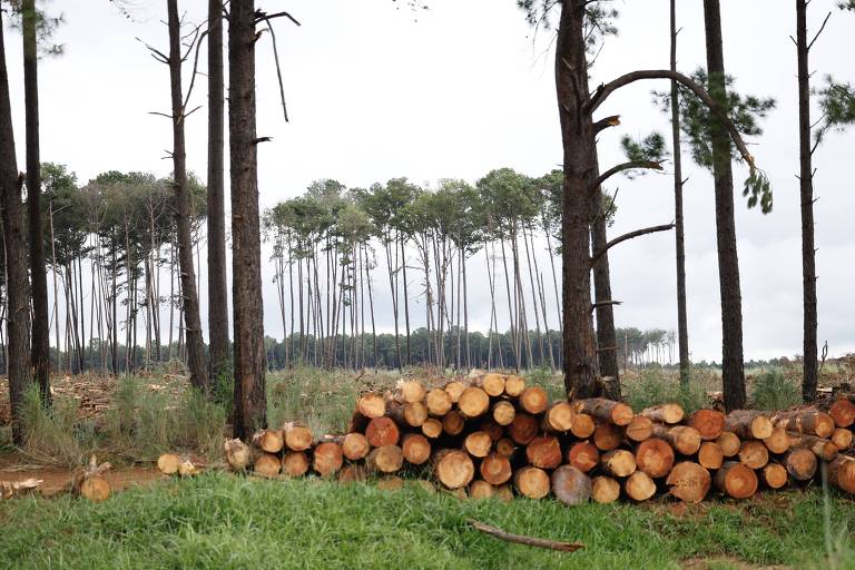 DF derruba pinheiros de unidade de conservação por árvores não serem do cerrado